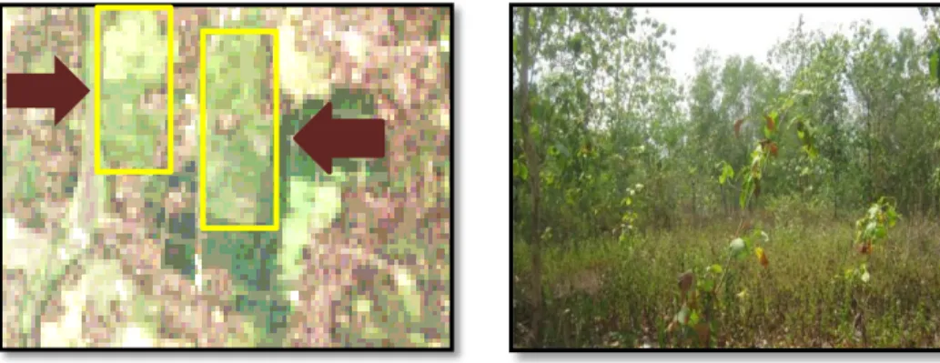 Gambar 1.3 Kenampakan Penggunaan Lahan Kebun Campuran  pada Citra Landsat  yang dibatasi garis kuning (A) dan  kondisi di lapangan (B)