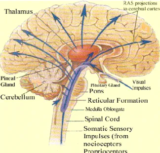Gambar 2.1:  Permukaan medial otak 