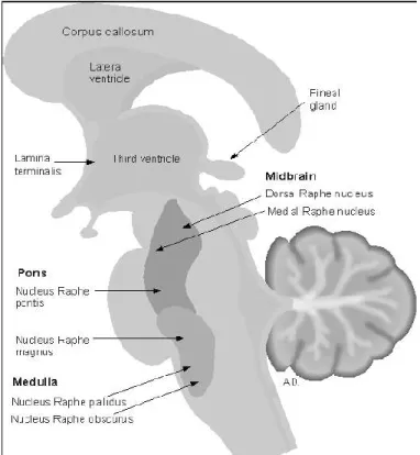 Gambar 3.1: Nukeus raphae pada batang otak  Sumber: Arslan, 2001. 