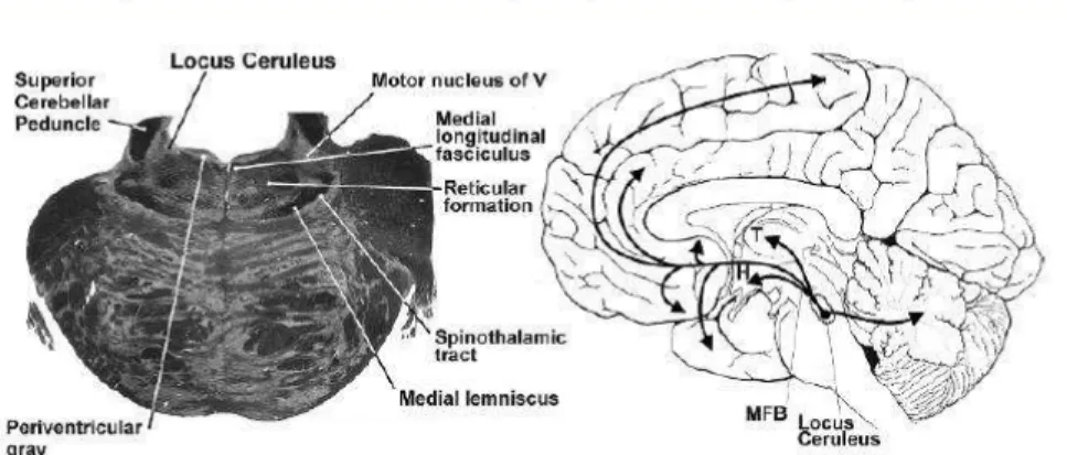 Gambar 3.2: Distribusi norepinefrine pada sistem saraf pusat  Sumber: Mendoza, 2008 