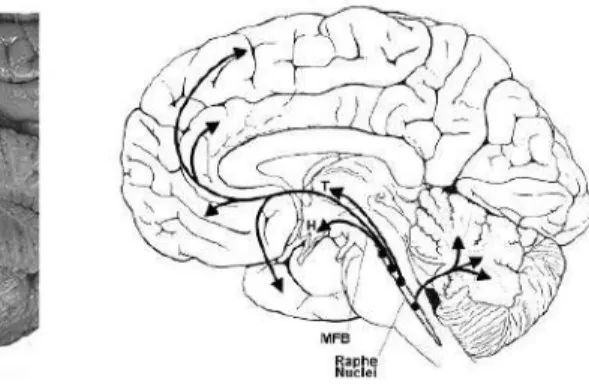 Gambar 3.3: Distribusi serotonin pada sistem saraf pusat  Sumber: Mendoza, 2008 