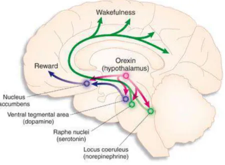 Gambar 3.5: Struktur otak yang berperan dalam siklus tidur-bangun  Sumber:: www. Journals.prous.com 