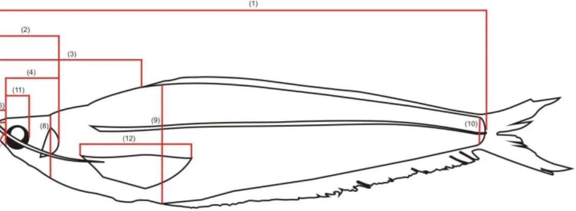 Gambar  2  Struktur  morfologis  Kryptopterus  yang  diukur  ,  1:  panjang  baku,  2: 
