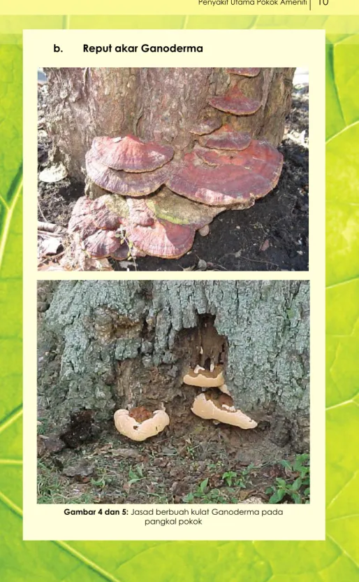 Gambar 4 dan 5: Jasad berbuah kulat Ganoderma pada  pangkal pokok
