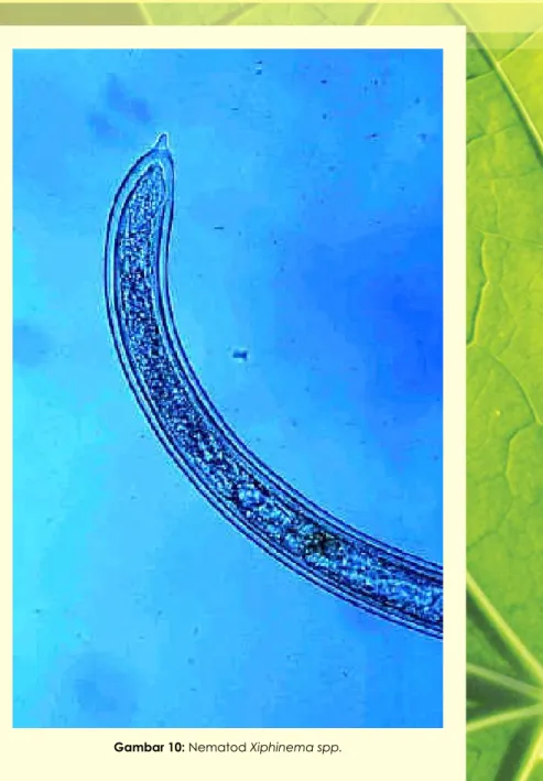 Gambar 10: Nematod Xiphinema spp.