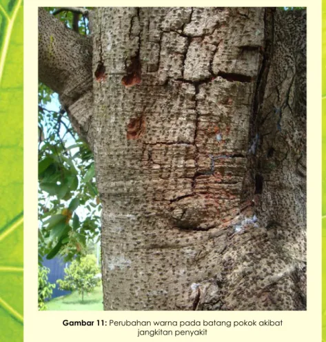 Gambar 11: Perubahan warna pada batang pokok akibat  jangkitan penyakit
