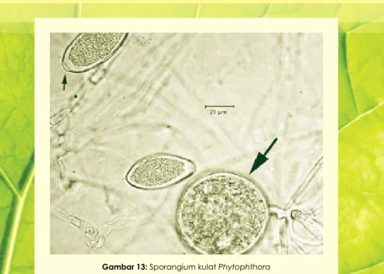 Gambar 14 : Lesion nekrosis yang berair pada kulit batangGambar 13: Sporangium kulat Phytophthora