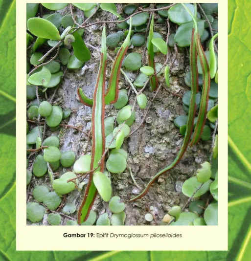 Gambar 19: Epiﬁt Drymoglossum piloselloides