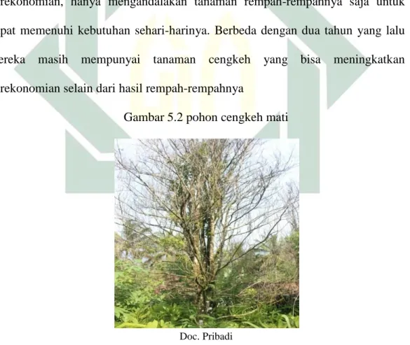 Gambar 5.2 pohon cengkeh mati 