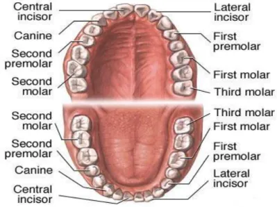 Gambar 2.1. Bentuk gigi manusia (Anonim, 2009). 