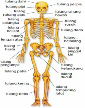 Gambar 1.7. Rangka manusia  (Baker., 2014) 