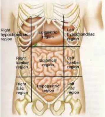 Gambar 1.10. Regio Abdominopelvis  (Baker., 2014) 