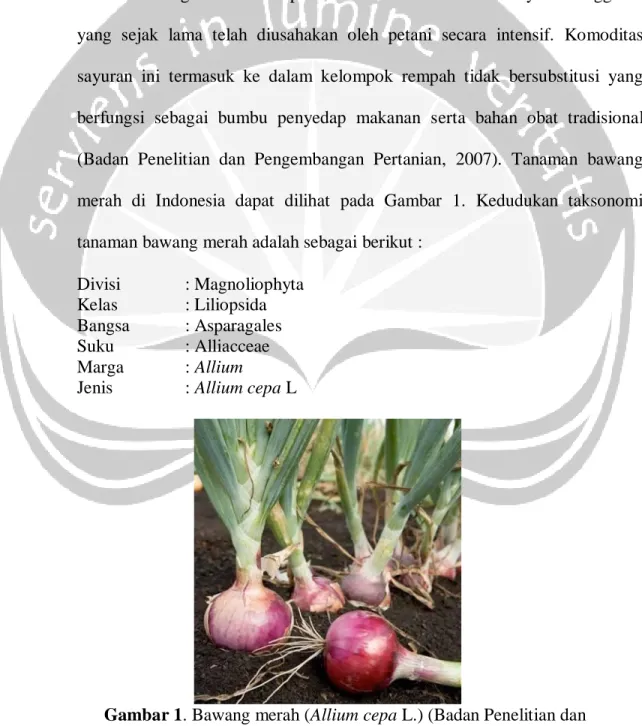 Gambar 1. Bawang merah (Allium cepa L.) (Badan Penelitian dan  Pengembangan Pertanian, 2007)