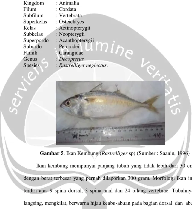 Gambar 5. Ikan Kembung (Rastrelliger sp) (Sumber : Saanin, 1996)  Ikan  kembung  mempunyai  panjang  tubuh  yang  tidak  lebih  dari  30  cm  dengan  berat  terbesar  yang  pernah  dilaporkan  300  gram