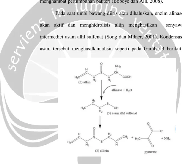 Gambar 3. Reaksi Pembentukan Alisin (Song dan Milner, 2001). 