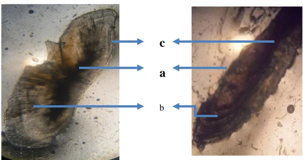 Gambar  5.  Pola  lingkaran  Pertumbuhan  otolith  I  :  Terang  dekat  inti  dan  II  :  Gelap  dekat inti pada Ikan W
