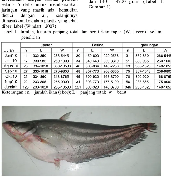 Tabel  1.  Jumlah,  kisaran  panjang  total  dan  berat  ikan  tapah  (W.  Leerii)    selama  penelitian 