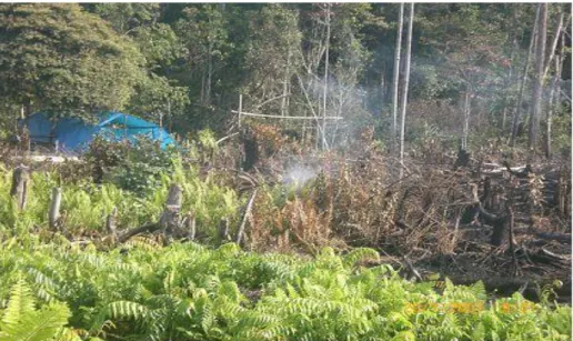 Gambar  II-2.    Pembukaan  dan  pembakaran  lahan  pada  ekosistem  hutan     kerangas yang diinvasi semak belukar 