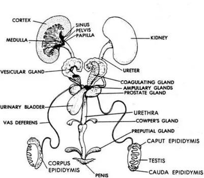 Gambar  1.  Anatomi  sistem  reproduksi  tikus  jantan  (Suckow,  2006) 