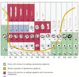 Gambar  4.  Tahapan  perkembangan  sel  spermatogenik  dalam  tubulus seminiferus (Dunkel, 1997) 