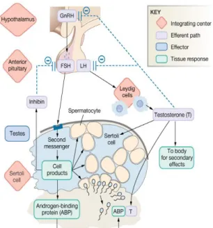 Gambar 5. Mekanisme pengaturan hormon spermatogenesis (Dee,  2004) 
