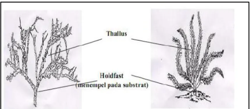 Gambar 2.1 Morfologi makroalga   (Afrianto dkk, 1993 dalam Zainuddin, 2011) 