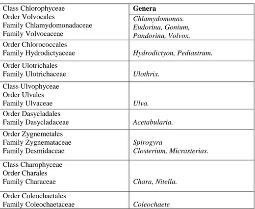 Tabel 2.1 Klasifikasi Phyllum Chlorophyta 