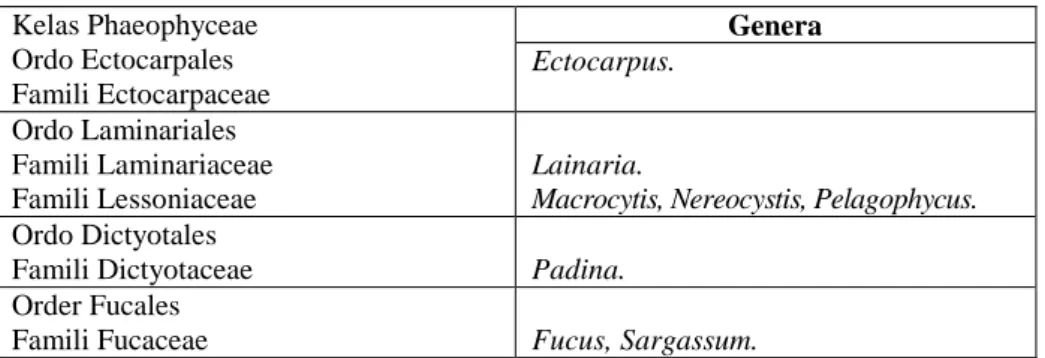 Tabel 2.3 Klasifikasi Phyllum Phaeophyta/Ochrophyta 