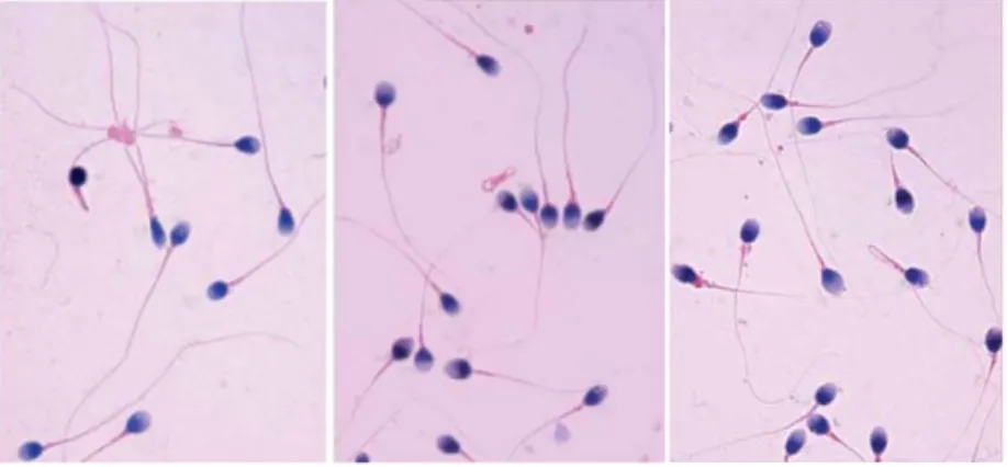 Gambar 4.1. Data Citra Digital Spermatozoa [6] 