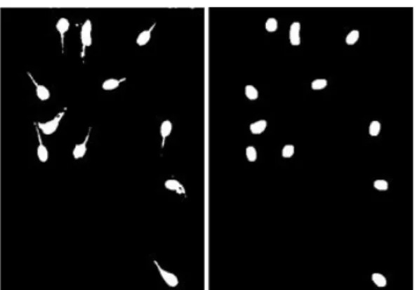 Gambar 4.5 Citra thresholding (kiri) dan citra hasil morphological  4.1.5.Edge Detection 