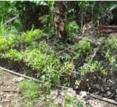 Gambar  10.   Dokumentasi  Penanaman Mangrove di Distrik Supiori Utara
