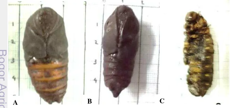 Gambar 4  Kondisi perkembangan pupa.  (A). Pupa yang sehat, (B). Pupa yang A A 
