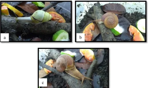 Gambar  2. Habitat buatan dalam laboratorium: (a) bagian dalam diisi dengan tanah dan serasah  daun; (b) tutup dimodifikasi dengan kasa serangga
