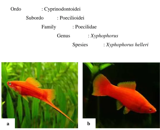 Gambar 2. Ikan Plati Pedang (Xyphophorus helleri) : a) Jantan, dan b) Betina (Sumber : www.zonaikan.wordpress.com)