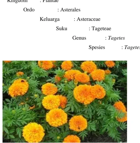 Gambar 3. Bunga Marigold (Tagetes sp.) (Sumber : Dokumentasi Pribadi)