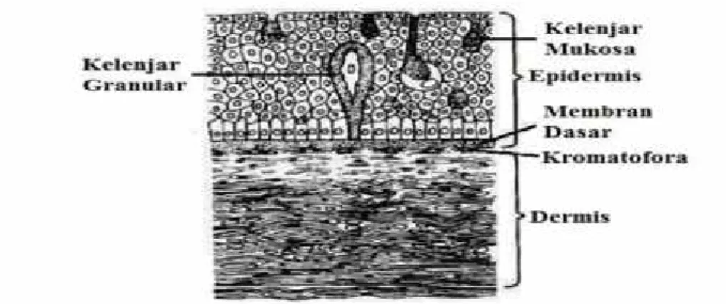 Gambar 5. Struktur Kulit Ikan (Sumber : Walker dan Liem, 1994)