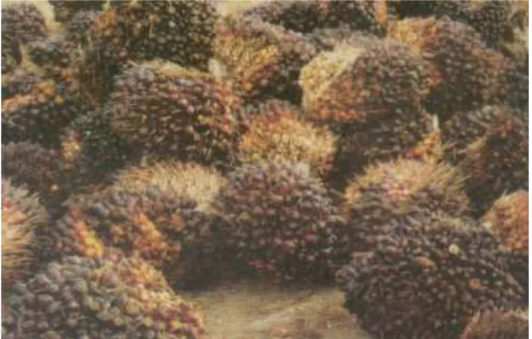 Gambar . Tandan buah kelapa sawit yang telah dipanen siap dibawa ke TPH