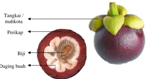 Tabel 1. Komposisi kimia buah manggis dalam   100 g bagian yang dapat dimakan. 