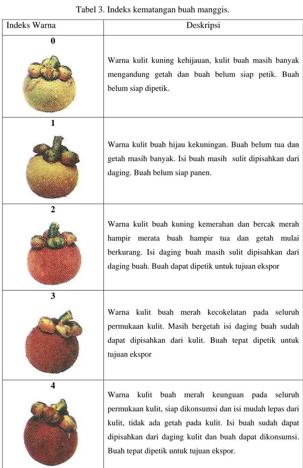 Tabel 3. Indeks kematangan buah manggis. 