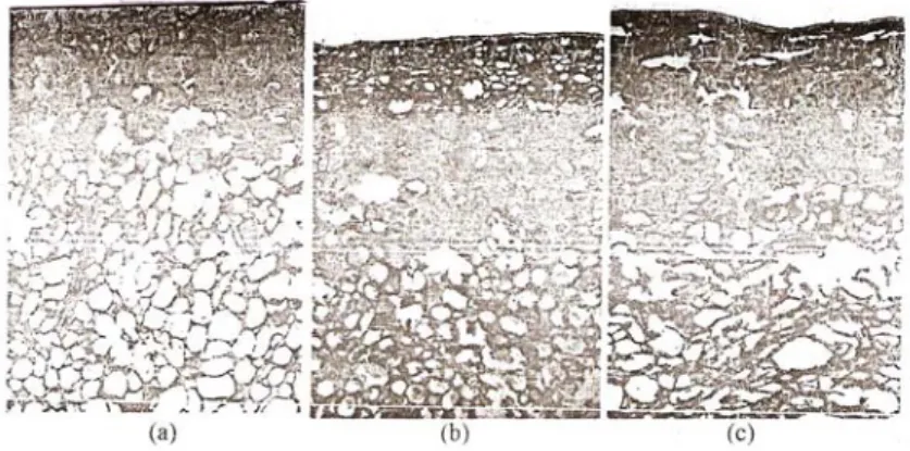 Gambar 6. Penampang melintang irisan kulit manggis dengan pembesaran  10 x 4  (Qanytah, 2004) : 