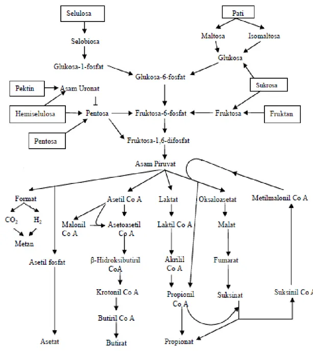 Gambar 2. Proses Metabolisme Karbohidrat dalam Rumen Ternak Ruminansia  Sumber: McDonald et al