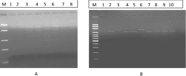 Gambar 5. Pola pemotongan daerah Mt-DNA ikan kerapu bebek yang direstriksi dengan  menggunakan enzim Ecor V  dan Hinf I (A; enzim Ecor V; M: marker; 1-7  sampel  ikan  kerapu  bebek;  8;  undigest;    B;  enzim  Hinf  I;  M;  Marker;  1-9  sampel ikan kera