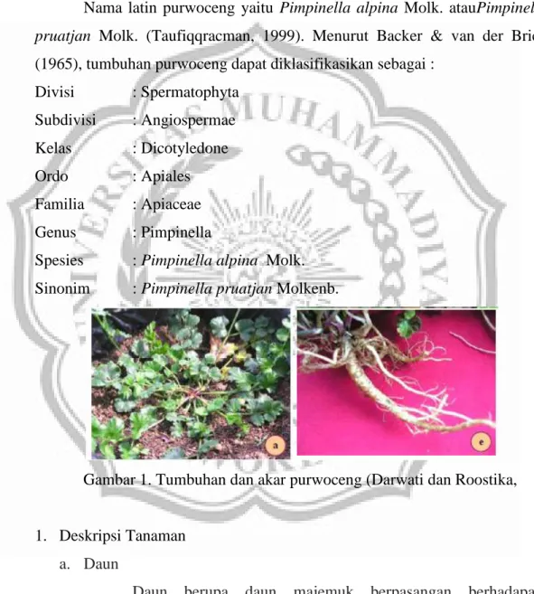 Gambar 1. Tumbuhan dan akar purwoceng (Darwati dan Roostika,  
