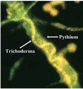 Gambar 1. Mekanisme mikoparasitisme Trichoderma harzianum pada patogen tanaman Pythium sp