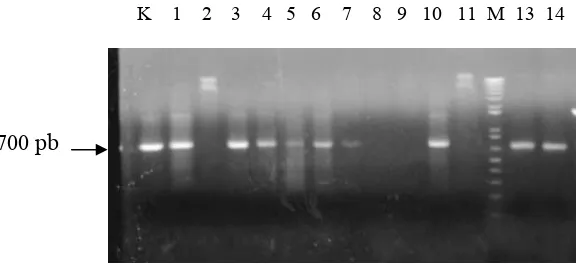 Gambar 4.  PCR pada koloni dengan primer nptII.(K) kontrol pPK2-Trp-Chi; (1-14) koloni hasil mating A