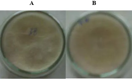 Gambar 5. (A) Hasil seleksi transformasi pada media PDA + higromisin 300 µg/mL setelah 7 hari, (B) subkultur transforman pada media PDA+ higromisin 300 ug/mL berumur 2 hari     