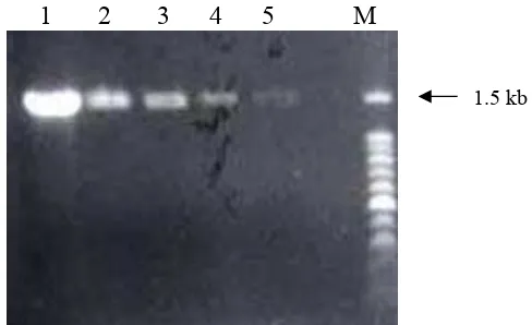 Gambar 8.  Isolasi fragmen gen chi (M1) marker 1kb DNA ladder (1,2) hasil pemotongan fragmen gen chi dari pTOPO,   