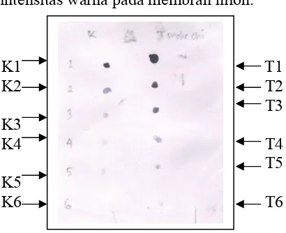 Gambar 10.  Efisiensi pelabelan probe chi: (K) kontrol probe dari kit, (T) hasil 