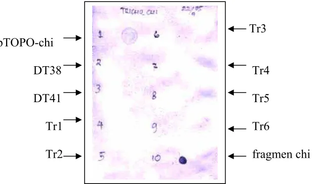Gambar 11.  Hasil Southern Blot. (1) kontrol positif pTOPO-chi, (2 ,3)  T. harzianum non transforman (4 - 9) T