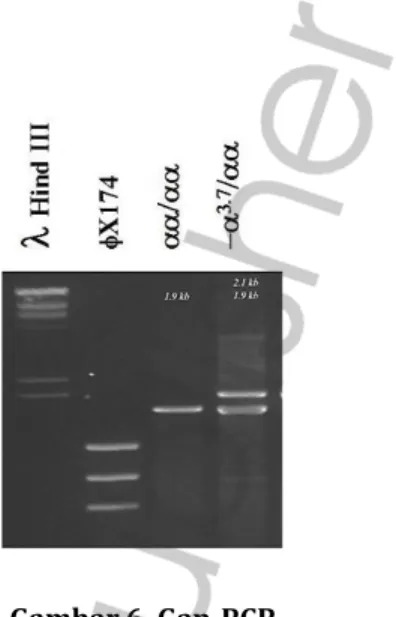 Gambar 6. Gap-PCR 